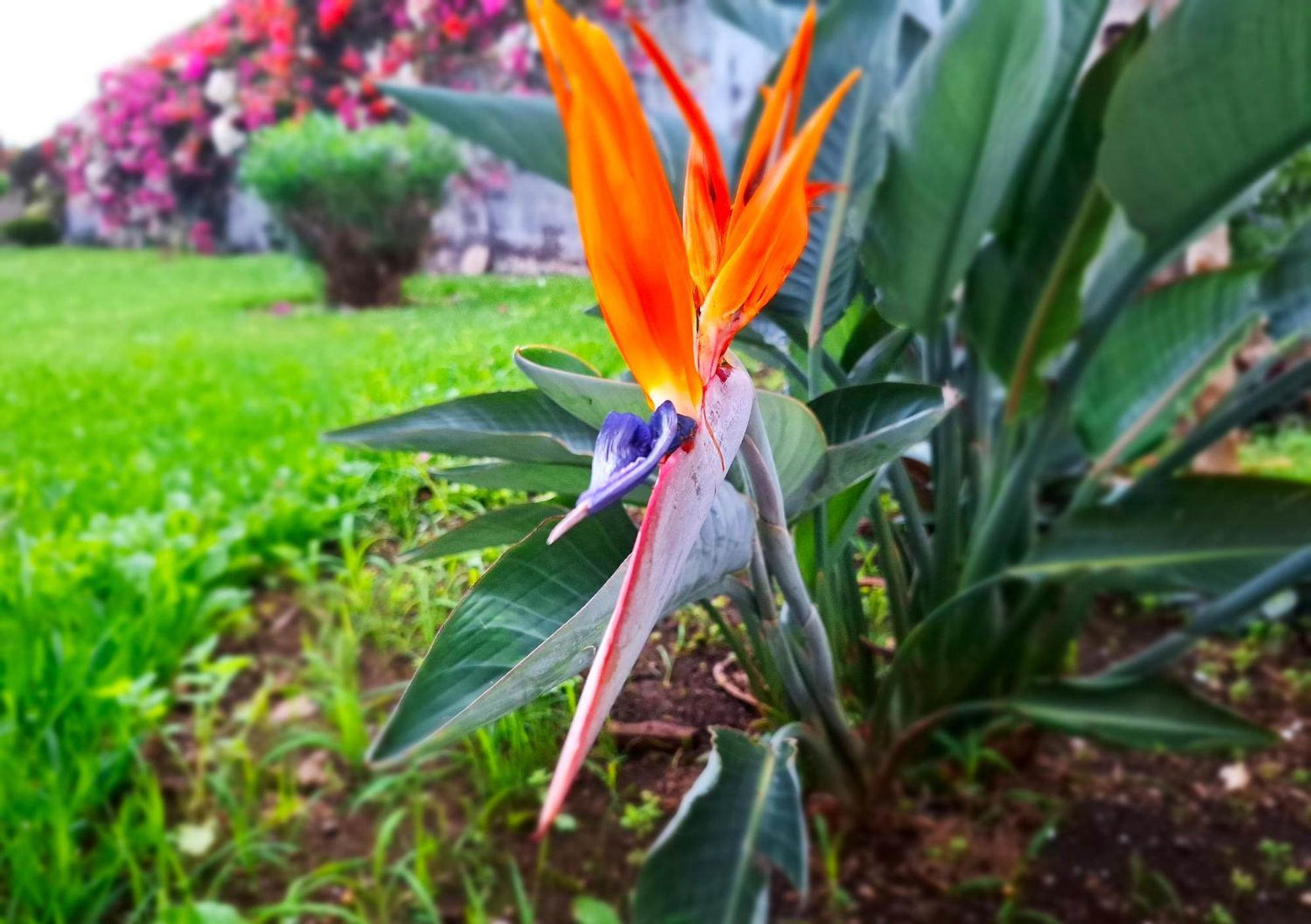 Casa Tranquila Daire Puerto de la Cruz  Dış mekan fotoğraf